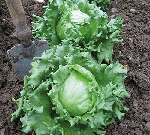 Iceberg Lettuce SẸẸDS Everyone's Favorite Salad for Plạnting (15+ Sẹẹds/Pack) Grów